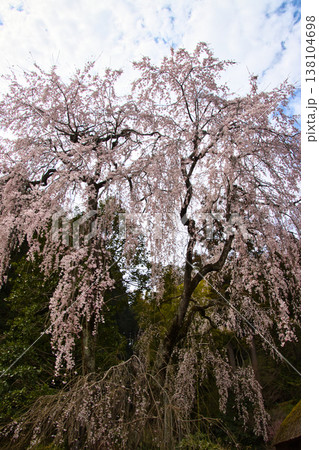 高麗神社　高麗家住宅横の満開の枝垂れ桜　埼玉県日高市 138104698