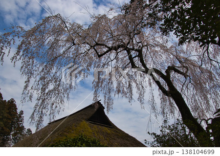 高麗神社　高麗家住宅と満開の枝垂れ桜　埼玉県日高市 138104699