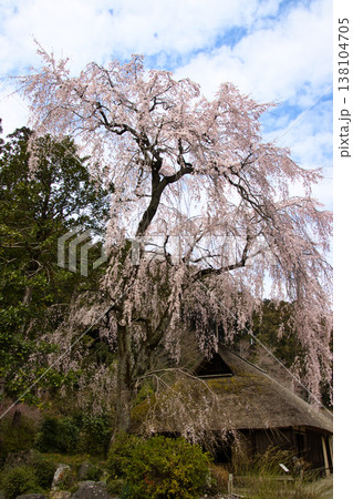 高麗神社 高麗家住宅と満開の枝垂れ桜 埼玉県日高市 高麗神社 高麗家住宅と満開の枝垂れ桜 埼玉県日高市 138104705