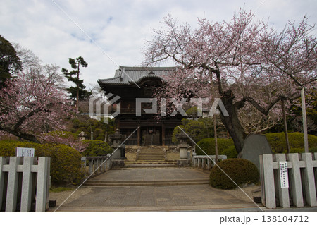 高麗山聖天院勝楽寺 雷門と満開の桜 埼玉県日高市 高麗山聖天院勝楽寺 雷門と満開の桜 埼玉県日高市 138104712