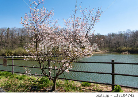 国営武蔵丘陵森林公園　山田大沼と満開の熊谷桜　埼玉県滑川町 138104742