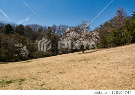 国営武蔵丘陵森林公園　渓流広場奥の芝生と満開のコブシ　埼玉県滑川町 138104744