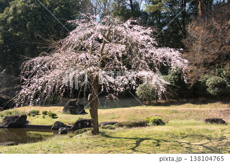 国営武蔵丘陵森林公園　日本庭園の満開の枝垂れ桜　埼玉県滑川町 138104765