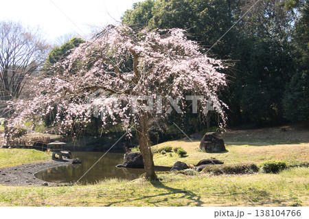 国営武蔵丘陵森林公園 日本庭園の満開の枝垂れ桜 埼玉県滑川町 国営武蔵丘陵森林公園 日本庭園の満開の枝垂れ桜 埼玉県滑川町 138104766