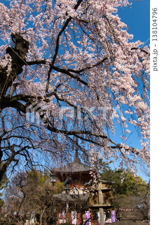 喜多院 満開の枝垂れ桜と多宝塔 埼玉県川越市 喜多院 満開の枝垂れ桜と多宝塔 埼玉県川越市 138104796