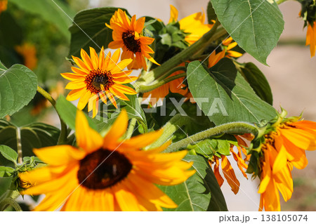 Grandma's Bright Yellow Sunflowers In August Grandma's Bright Yellow Sunflowers In August 138105074