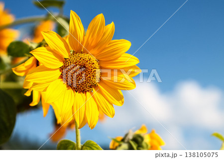 Grandma's Bright Yellow Sunflowers In August 138105075
