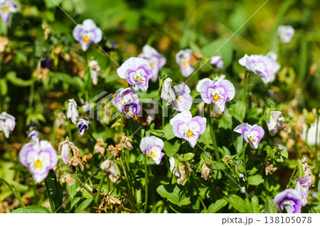 Grandma's Garden Pansies In Late Summer 138105078
