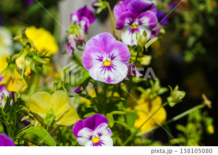 Grandma's Garden Pansies In Late Summer 138105080