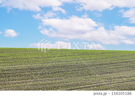 夏の北海道　広大な農地（イメージ） 138105186