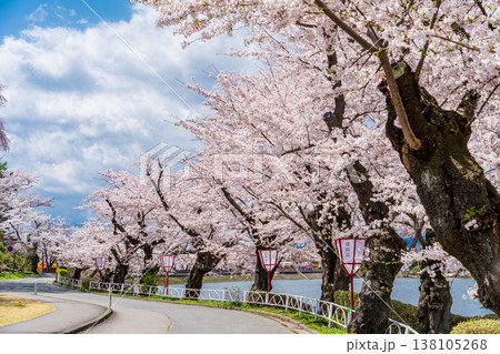 「岩手県」高松公園の桜並木の風景 盛岡市 「岩手県」高松公園の桜並木の風景 盛岡市 138105268