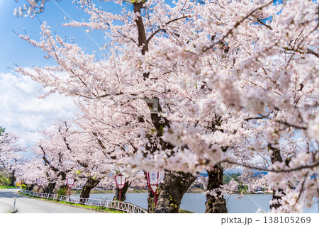 「岩手県」高松公園の桜並木の風景 盛岡市 「岩手県」高松公園の桜並木の風景 盛岡市 138105269