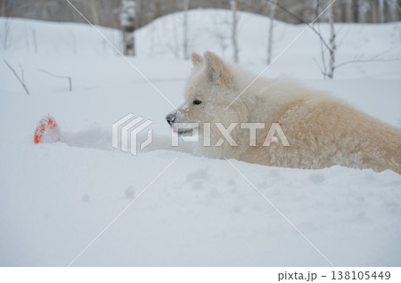 A Samoyed dog plays with a puller on a winter walk. A Samoyed dog plays with a puller on a winter walk. 138105449