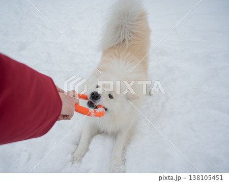 A Samoyed dog plays with a puller on a winter walk. 138105451
