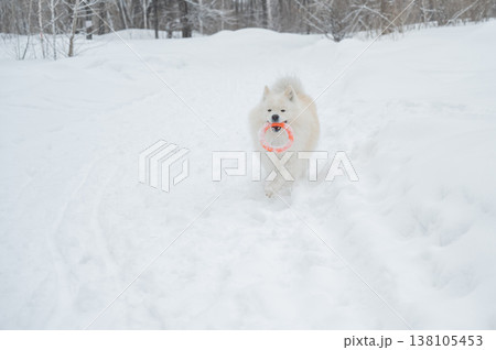A Samoyed dog plays with a puller on a winter walk. 138105453