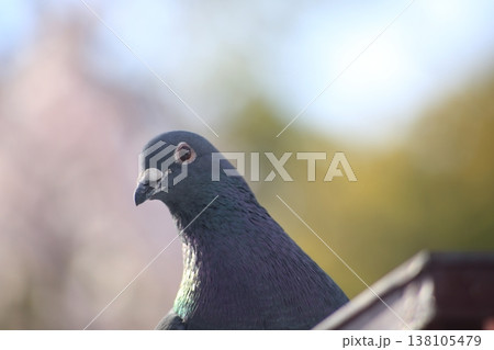 凛々しい顔の鳩 凛々しい顔の鳩 138105479