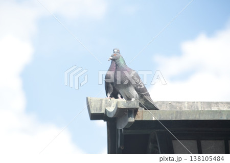 鳩、青空に映える 鳩、青空に映える 138105484