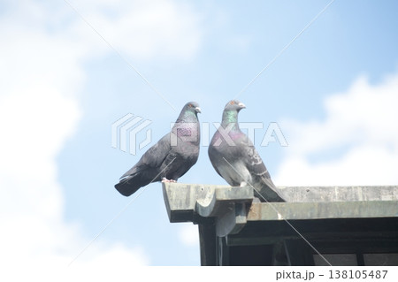 鳩、青空に映える 鳩、青空に映える 138105487