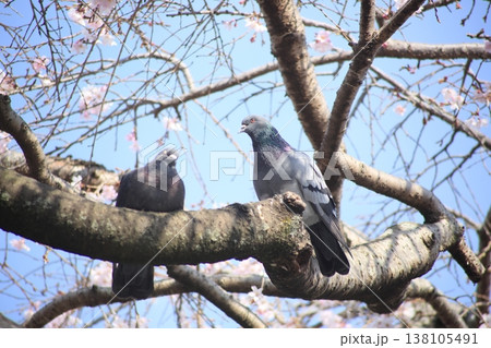 桜の木にとまるハト 138105491
