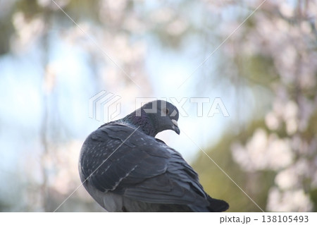 春、桜の花を見つめる鳩 春、桜の花を見つめる鳩 138105493