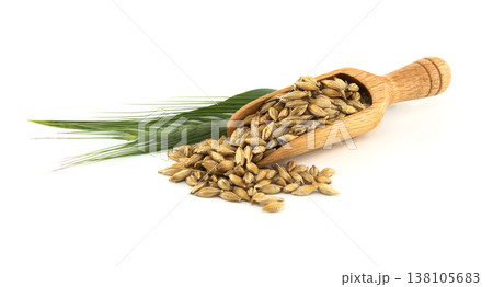 Barley Grains and Green Barley Ear With Wooden Scoop on White Background for Food and Agriculture 138105683