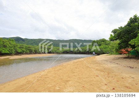 沖縄県 石垣島 吹通川のマングローブ林 沖縄県 石垣島 吹通川のマングローブ林 138105694