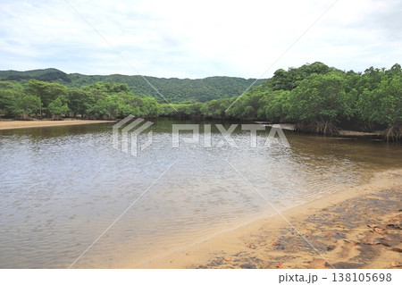 沖縄県 石垣島 吹通川のマングローブ林 沖縄県 石垣島 吹通川のマングローブ林 138105698