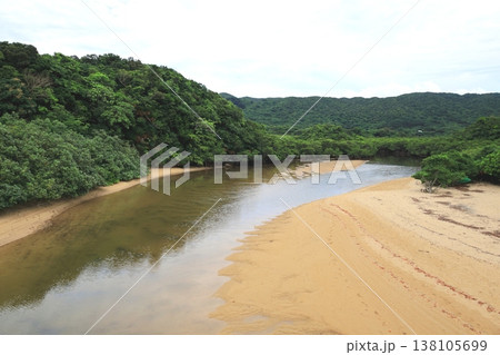 沖縄県 石垣島 吹通川のマングローブ林 沖縄県 石垣島 吹通川のマングローブ林 138105699