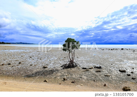 沖縄県　石垣島　名蔵の一本マングローブ 138105700