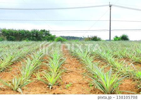 沖縄　石垣島　パイナップル畑 138105708