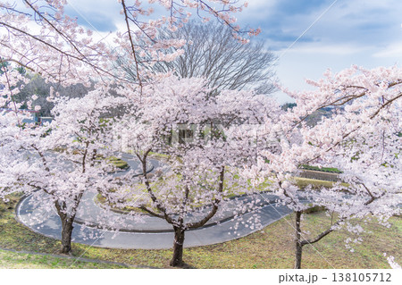 「青森県」満開の桜咲く八戸公園・子供の国　八戸市 138105712