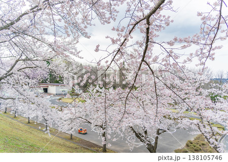 「青森県」満開の桜咲く八戸公園・子供の国 八戸市 「青森県」満開の桜咲く八戸公園・子供の国 八戸市 138105746