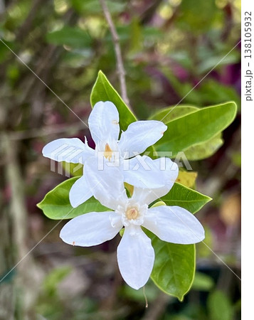White flower of Citrus auriculata blooming in the garden. White flower of Citrus auriculata blooming in the garden. 138105932