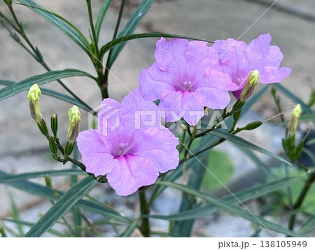 Beautiful purple flowers blooming in the garden 138105949