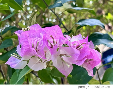 Beautiful purple bougainvillea flowers blooming in the garden 138105986