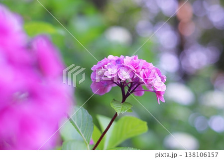 カラフルな背景と美しいピンクの紫陽花 カラフルな背景と美しいピンクの紫陽花 138106157