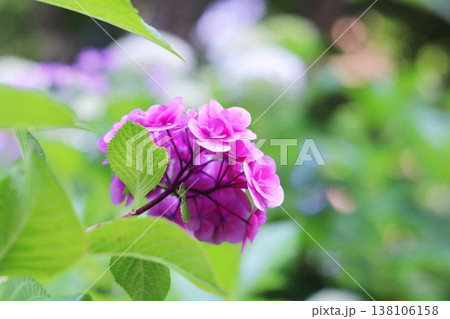 カラフルな背景と美しいピンクの紫陽花 カラフルな背景と美しいピンクの紫陽花 138106158