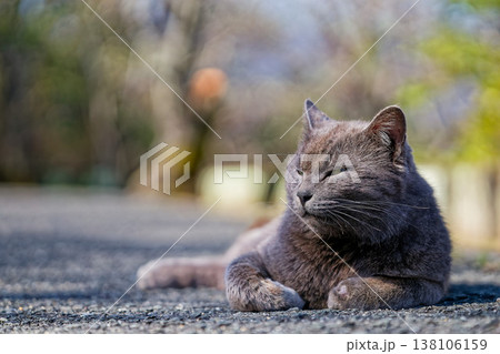 日向ぼっこをする雑種のグレー猫 日向ぼっこをする雑種のグレー猫 138106159