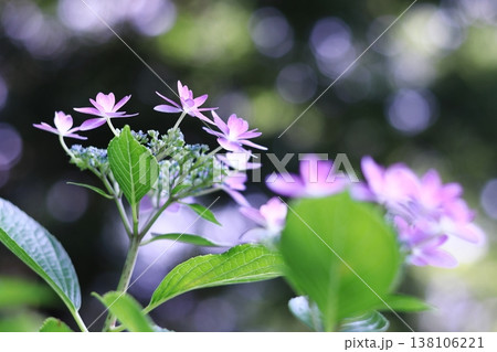 木漏れ日に咲く紫陽花 木漏れ日に咲く紫陽花 138106221