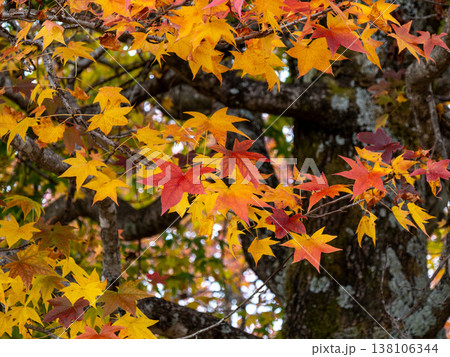 広島県呉市にある野呂山山頂で紅葉しているモミジバフウの木 広島県呉市にある野呂山山頂で紅葉しているモミジバフウの木 138106344