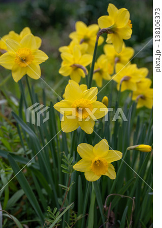 黄色いラッパ水仙の花 黄色いラッパ水仙の花 138106373