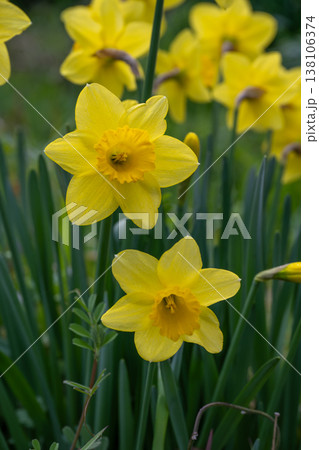 黄色いラッパ水仙の花 138106374