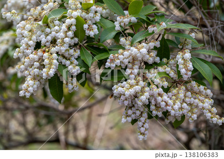 馬酔木の白い花 138106383