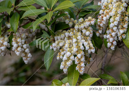 馬酔木の白い花 138106385