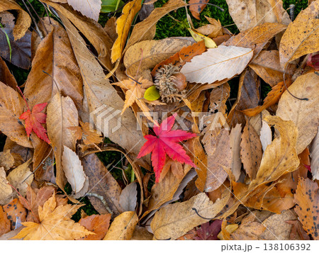 公園で見つけた落ち葉の中の赤いモミジの葉 138106392