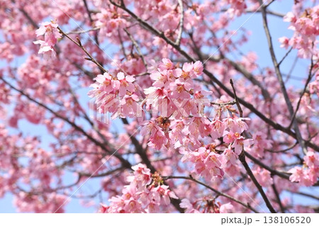 オカメ桜 オカメ桜 138106520