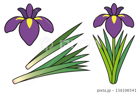 端午の節句 子どもの日の花菖蒲と葉菖蒲イラスト 138106541
