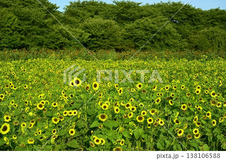 幸手市権現堂堤の花咲くヒマワリ畑 幸手市権現堂堤の花咲くヒマワリ畑 138106588