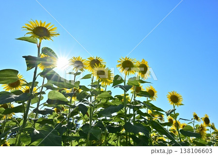 幸手市権現堂堤の花咲くヒマワリ畑 138106603
