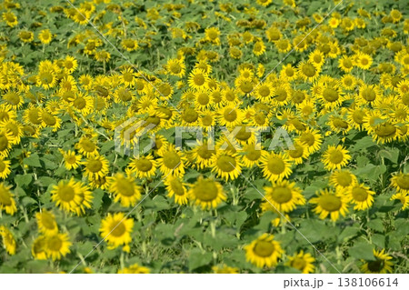 幸手市権現堂堤の花咲くヒマワリ畑 138106614